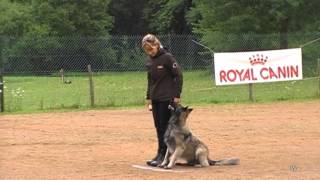 Catherine Rose Cholet chien en blanc equipe de france obeissance [upl. by Adnamahs]