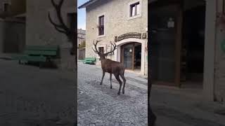 Civitella Alfedena  Abruzzo [upl. by Onaimad]