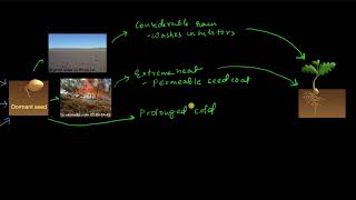 Seed dormancy  Plant growth and development  Biology  Khan Academy [upl. by Rafaelita]