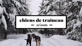 2 minutes de chiens de traîneau au Canada [upl. by Anelad909]