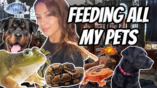 FEEDING ALL MY PETS [upl. by Swarts]