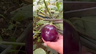 Harvesting Organic Brinjals from Our Rooftop Garden – Fresh and ChemicalFree organic bringle [upl. by Jania]