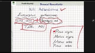 İkili adlandırma canlıların isimlendirilmesi tytbiyoloji aytbiyoloji [upl. by Assirok]