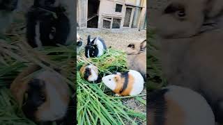 La mandria al pascolo 😂 ISCRIVITII ❤️animalidomestici pets cute [upl. by Stalk]