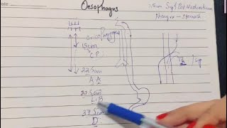 Oesophagus  Constrictions EASY TO LEARN  Blood amp Nerve Supply  Esophageal Varices  Clinicals [upl. by Crosse146]