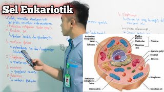 Sel Eukariotik  Materi Sel Part4 [upl. by Taimi]