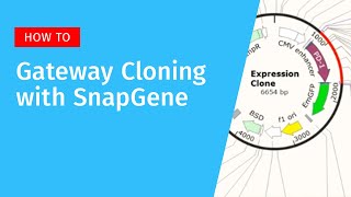 Gateway Cloning with SnapGene [upl. by Friday]