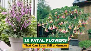 10 Fatal Flowers That Can Even Kill a Human [upl. by Allanson]