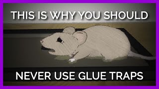 Why Nobody Should EVER Use Glue Traps [upl. by Ekaterina642]