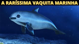 Conheça a Vaquita Marinha o Mamífero Mais Ameaçado de Extinção no Mundo  Mamíferos em Extinção 🐬 [upl. by Sidra487]