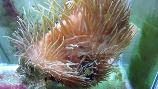 How to get your Clownfish to host an Anemone [upl. by Atinaujnas422]