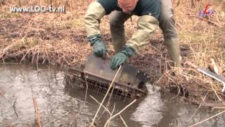 ratten vangen bij Rode Beek [upl. by Oisorbma441]