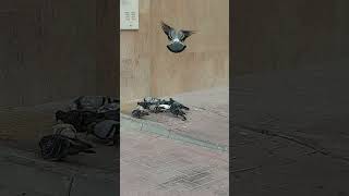 Qatar Pigeons [upl. by Ziom]