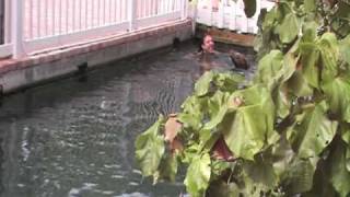 Sea Lion Farts on a Girls Head [upl. by Aekin]