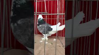 Pigeon show at Nottingham UK [upl. by Vinny171]