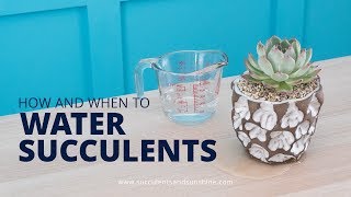 How and When to Water Succulents in Pots With and Without a Drainage Hole [upl. by Melinda]