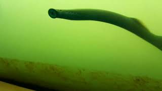 Pacific lamprey at Bonneville Dam [upl. by Frodine553]