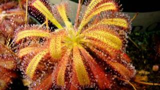 Drosera capensis x spatulata Hybrid Sundew Carnivorous Plant [upl. by Bloem989]