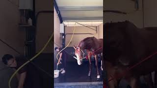 horse farming animals farm Wash Horse [upl. by Kissie]