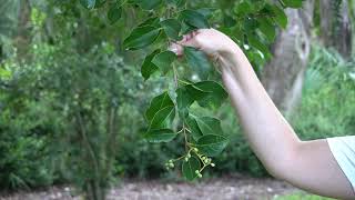 Privet Ligustrum  Invasive [upl. by Toolis]