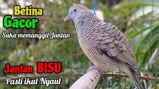 Perkutut Betina memanggil Jantan  jantan BISU pasti Nyaut  The female turtle dove calls the male [upl. by Nnyleimaj]