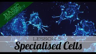 Basic Biology Lesson 5 Specialised Cells GCSE Science [upl. by Lotta221]