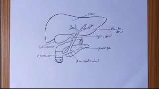 How To Draw Labelled Diagram of Human Liver [upl. by Halil]