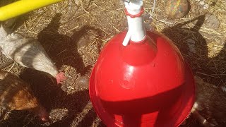 Comment brancher un abreuvoir automatique pour poules et volailles [upl. by Selokcin]