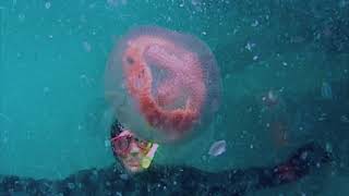 Jellyfish of Port Phillip Bay [upl. by Antsirhc]