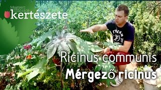 Ricinus communis  Mérgező Ricinus  Különleges növények boltja Budapest [upl. by Attevaj]