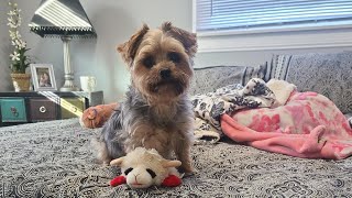 Rylie amp lamb chop together Again ❤️ yorkies viralvideo cute Rylie [upl. by Kella]