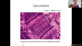 hbio9c sarcomere microanatomy 22 min [upl. by Araz]