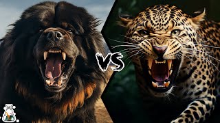 TIBETAN MASTIFF VS LEOPARD  Who Would Win a Fight [upl. by Alves]