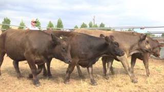 Panhandle Braunvieh Beef Clinic Sept 122115 [upl. by Bonnie]