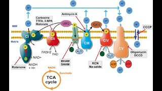 Inhibitors of electron transport chain Rotenone Amytal Antimycin carbonmonoxide cyanide [upl. by Idnahr]