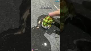 Begini Suara Nyaring Chaco Horned Frog Chacophrys pierotti dari Argentina shorts shortsvideo 🔊 [upl. by Dhiman]