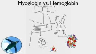 Getting Oxygen Myoglobin vs Hemoglobin [upl. by Honna]