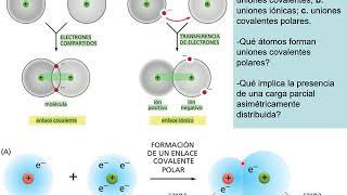 02 Uniones covalentes [upl. by Chandless528]