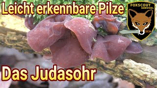 Das Judasohr  finden bestimmen und nutzen  Holunderpilz Holunderschamm Ohrlappenpilz Auricularia [upl. by Paluas]