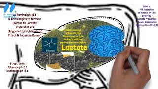 Pathophysiology of Acute Ruminal Acidosis Dr Mohamed Abdelmegeid F [upl. by Raymonds]