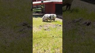 pot belly pig in hot sun pig pigs animal animals toronto trending viral shortsviral vlog [upl. by Ludeman]