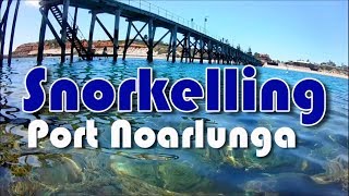 Snorkelling at Port Noarlunga South Australia [upl. by Womack]