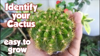 Cactus Names and Pictures  Cactus Identification [upl. by Alrrats]