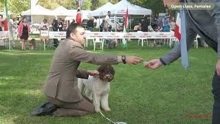 LAGOTTO ROMAGNOLO Open class females [upl. by Aimak341]