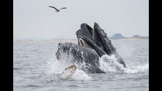 Lunge Feeding Humpback Whales Monterey Bay Oct 9 2022 [upl. by Steady50]