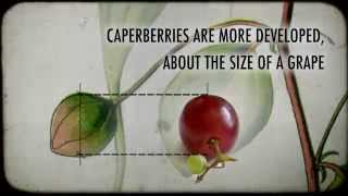 What are Caperberries [upl. by Leisha115]