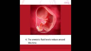 8 Months Pregnant Baby Movement amp Development  8 Month Pregnancy Baby Movement [upl. by Arlene883]