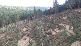 Herbststurm Herwart wütet im Osterzgebirge [upl. by Bendite]