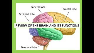 REVIEW OF THE BRAIN AND ITS FUNCTIONS [upl. by Rudolph]