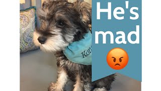 Cutest miniature schnauzer is so upset amp talks [upl. by Haik]